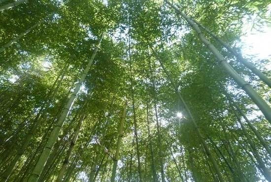 定期テストもばっちり 古文の勉強法 まなビタミン
