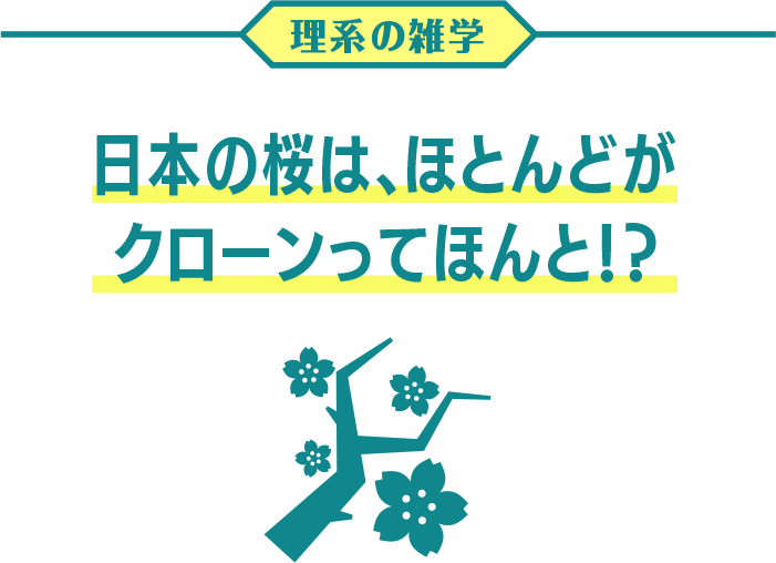 日本の桜は、ほとんどがクローンってほんと！？